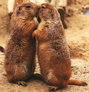 What information about predators do these prairie dogs communicate to each other?