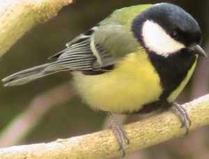 Songbirds sing songs, but also have all kinds of calls with which they communicate.