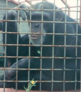 The chimpanzee Tatu makes the sign for BLACK.
