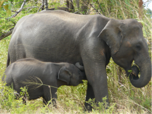 Asian elephant mother and calf