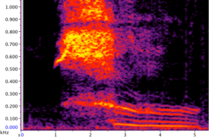 Spectogram of the combined longroar-rumble call